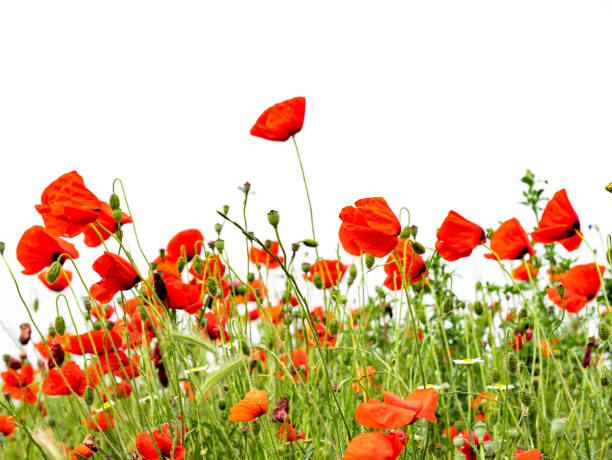 istock Red poppies isolated on white background 1150915761