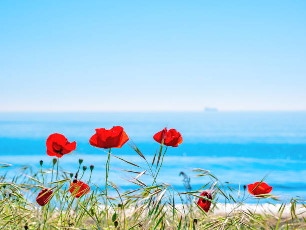 istock Red poppies on the sea background 1150915798