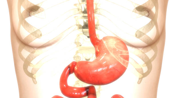 istock Human Digestive System Stomach Anatomy 1150916969