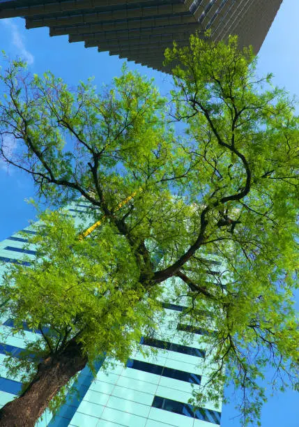 Amazing landscape from bottom view at Ho Chi Minh city, Vietnam on day, two modern building with green tree on blue sky background, the tamarind tree with young leaf make fresh enviroment at big city