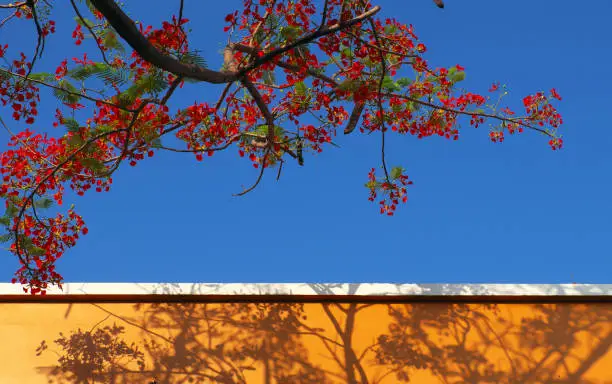 Beautiful red summer flower blooming vibrant, flamboyant or phoenix flowers make shadow on yellow wall on blue sky, colorful background in summertime at Vietnam