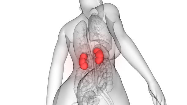istock Female Urinary System Kidneys Anatomy 1150917863