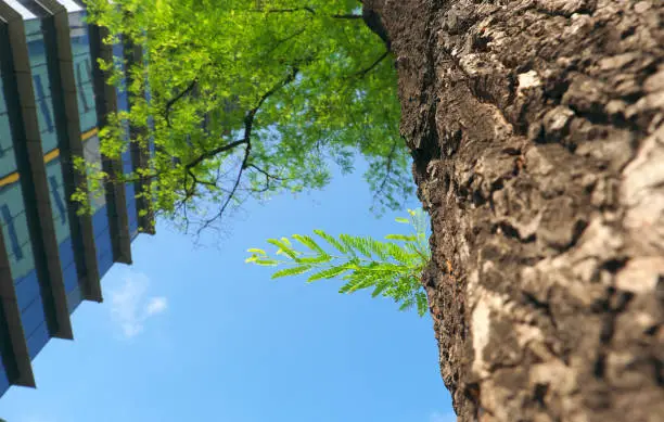 Amazing closeup of rough tree bark of tamarind tree from bottom view with modern building and green leaf on blue sky background on day, urban trees make fresh environment in big city