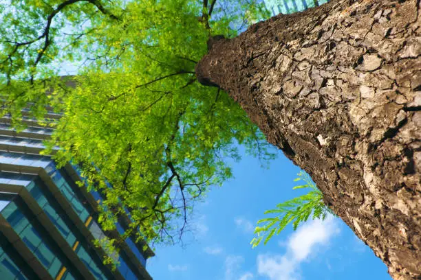 Amazing closeup of rough tree bark of tamarind tree from bottom view with modern building and green leaf on blue sky background on day, urban trees make fresh environment in big city