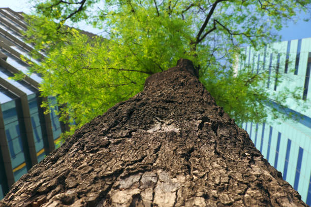 istock closeup of rough tree bark  with modern building from bottom view 1150918035