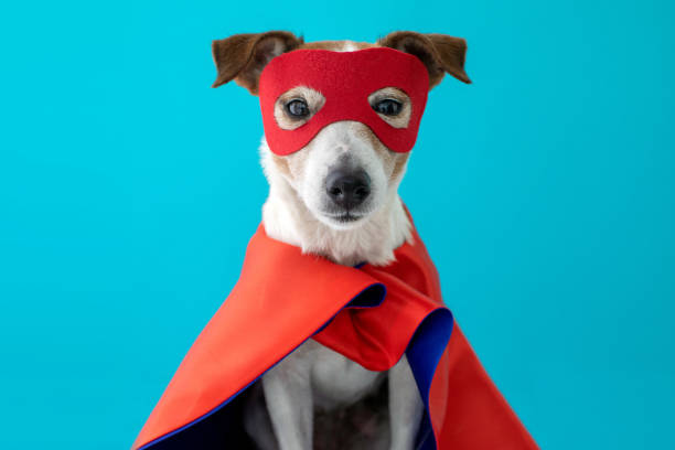 istock Dog jack russell super hero costume 1150918189