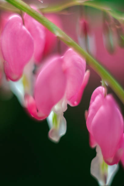 istock close up of Dicentra 1150918261