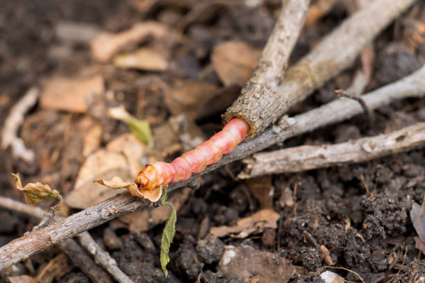 rote zeuzera coffeae oder motten stammborder zerstören baum, es sind gefährliche insektenschädlinge mit pflanzenkrankheit von gemüse und landwirtschaft. - crop farm nature man made stock-fotos und bilder