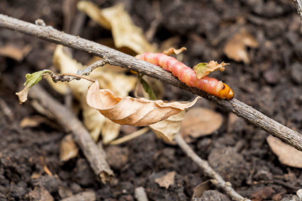 rote zeuzera coffeae oder motten stammborder zerstören baum, es sind gefährliche insektenschädlinge mit pflanzenkrankheit von gemüse und landwirtschaft. - crop farm nature man made stock-fotos und bilder