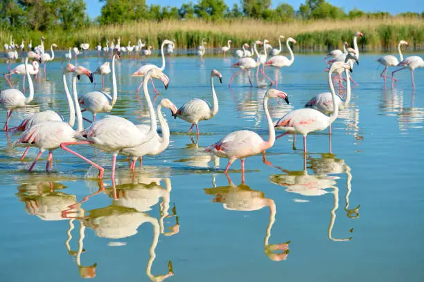 Group of flamingos (Phoenicopterus ruber) walking in water with big reflection, in the Camargue is a natural region located south of Arles, France, between the Mediterranean Sea and the two arms of the Rhône delta