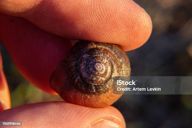 Snail Shell Tapping Empty Snail Shell In Hand Stock Photo - Download Image Now - Adult ...
