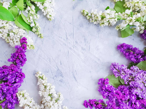 istock lilac flower on concrete frame background 1150919297