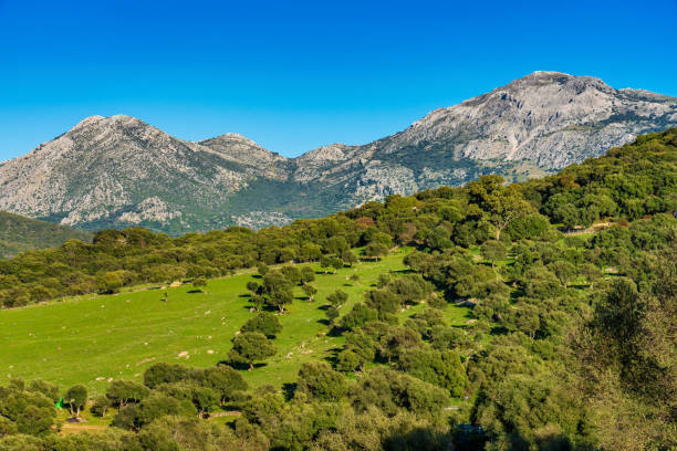 landscape near ubrique, cadiz. spain, andalusia in the park of alcornocales - ubrique imagens e fotografias de stock