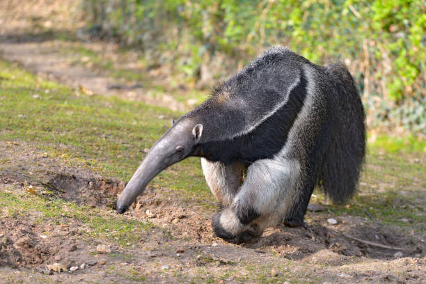 istock Giant Anteater walking on grass 1150920525