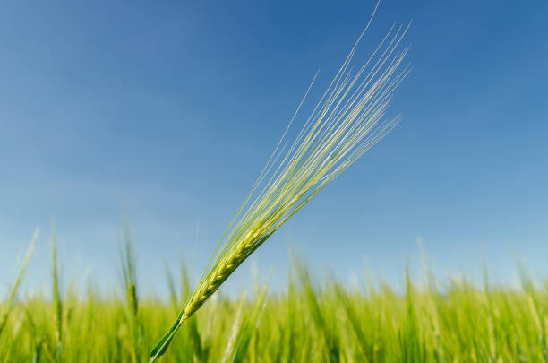 istock green agriculture close up in field 1150921274