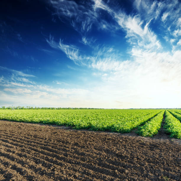istock green and plowed fields with tomatoes and sunset in deep blue sky 1150921298