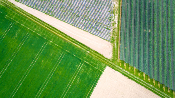 istock Agricultural fields - fruit tree plantation, aerial view 1150921418