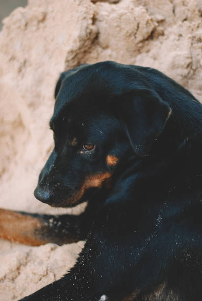 istock a dog is relaxing on the beach 1150921494