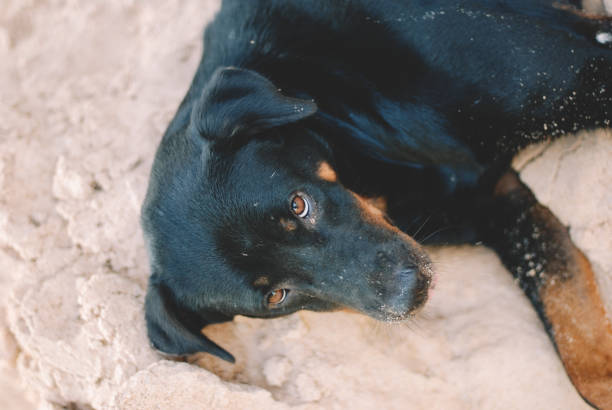 istock a dog is relaxing on the beach 1150921574