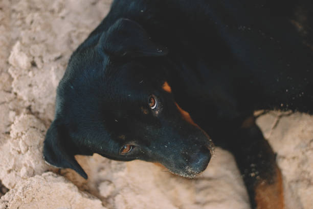 istock a dog is relaxing on the beach 1150921580