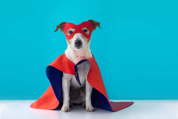 Dog jack russell super hero costume Dog super hero costume. little jack russell wearing a red mask for carnival party isolated blue background headland stock pictures, royalty-free photos & images