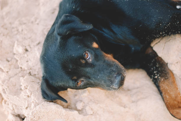 istock a dog is relaxing on the beach 1150921686