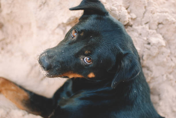 istock a dog is relaxing on the beach 1150921746