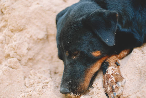istock a dog is relaxing on the beach 1150921750