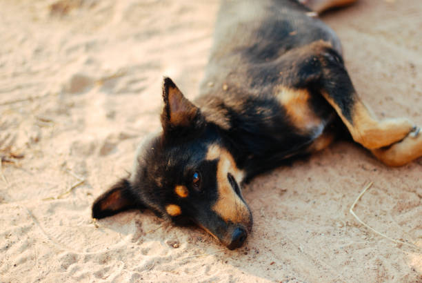 istock a dog is relaxing on the beach 1150921886