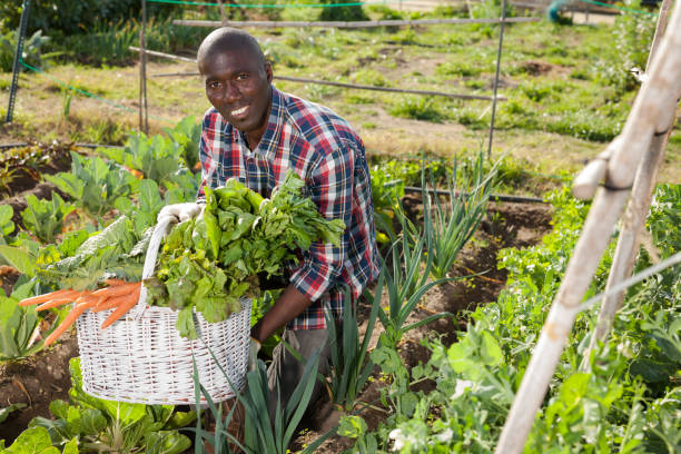 istock African gardener with harvest 1150922645