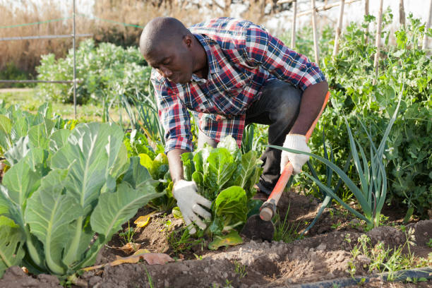 istock Male gardener working at homestead 1150922649