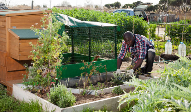 istock Man working near henhouse 1150922677