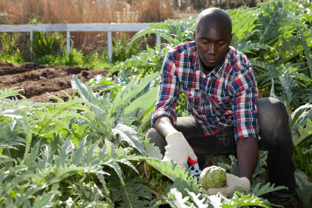 istock African man picking artichokes 1150922688