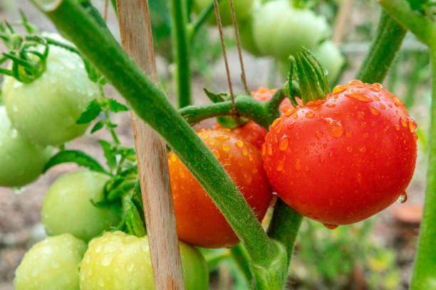 une photo vibrante de tomates organiques fraîches et mûres sur une branche dans un potager après la pluie - nature rain crop europe photos et images de collection