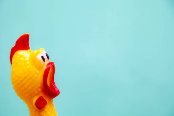 squawking chicken or squeaky toy are shouting and copy space pastel background. - funny bird imagens e fotografias de stock