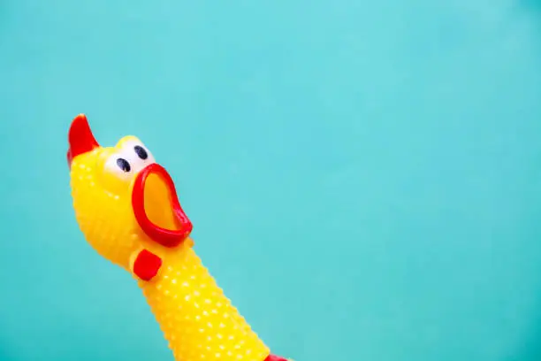 Photo of squawking chicken or squeaky toy are shouting and copy space pastel background.