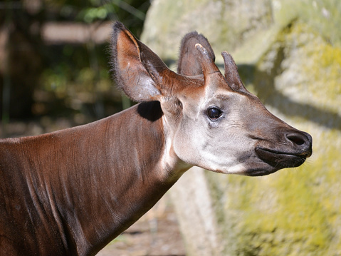 Retrato de Okapi photo