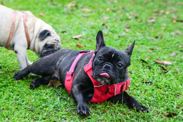 black french bulldog - airport check in counter stock-fotos und bilder