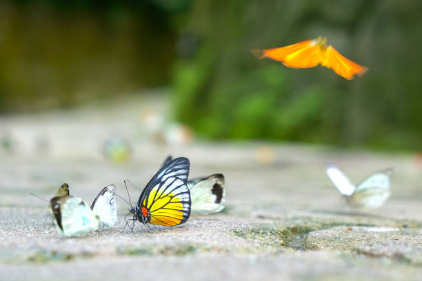 istock Group of butterflies 1150925458