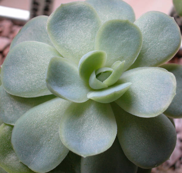 istock Close up of Succulent 1150926479