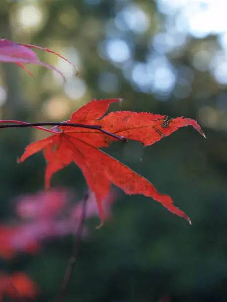 Single leaf in Autumn