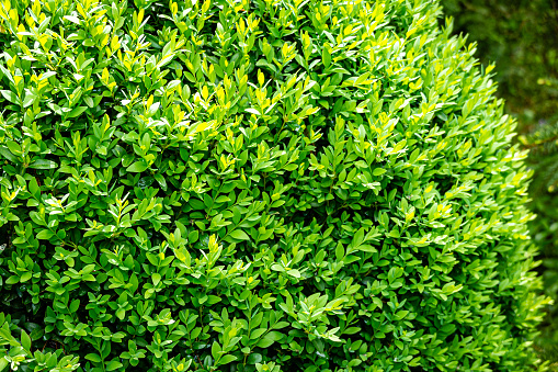 The bright shiny young green foliage of boxwood Buxus sempervirens as the perfect backdrop for any natural theme. Boxwood wall in natural conditions.  Selective focus