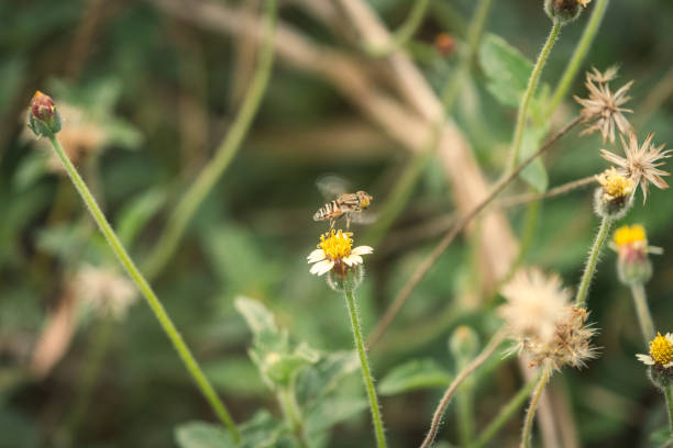 hoverfly volant loin de la fleur - hoverfly nature white yellow photos et images de collection