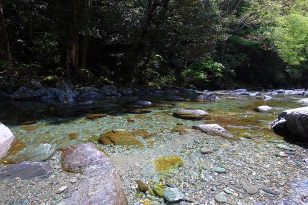 istock Yasui Valley Maiden Kawahara early summer (Kochi Prefecture) 1150927662