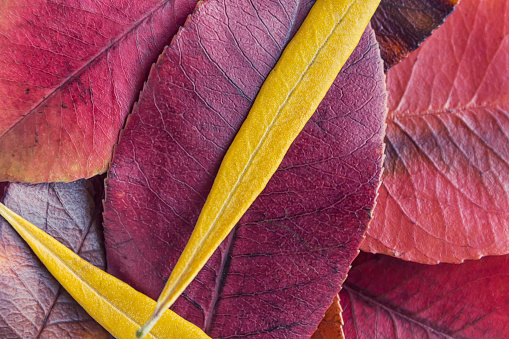 Colorful autumn leaves closeup. Abstract  background.