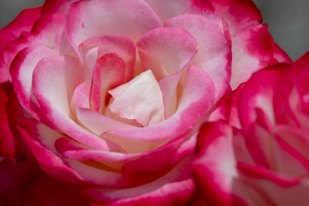 rose flower of eary summer