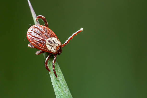 Tick on the blade of a green grass in spring time. stock photo