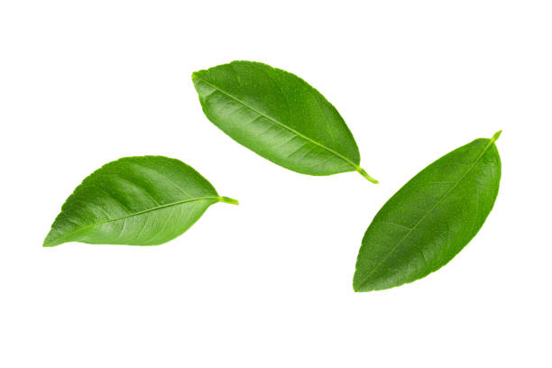 istock Lime leaves isolated over a white background 1150931497