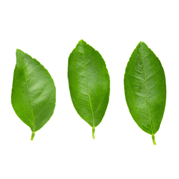 istock Lime leaves isolated over a white background 1150931516