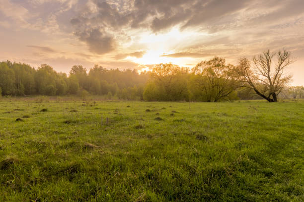 istock Sunset in a field with grass and willows. 1150931961